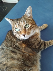 Minette