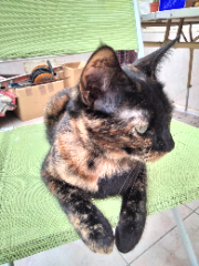 Photo de Croquette