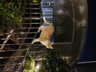 Tigre