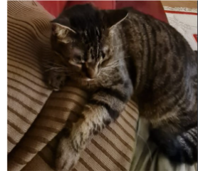 DINA