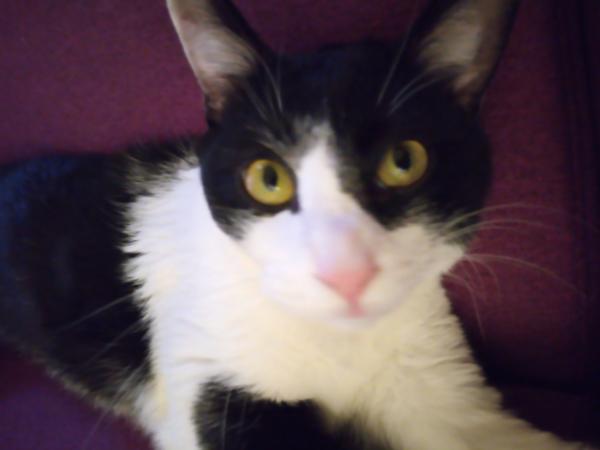 Marcel