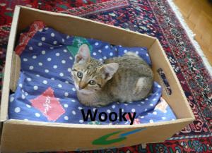 Wooky