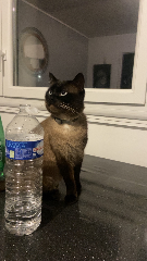 Bébé