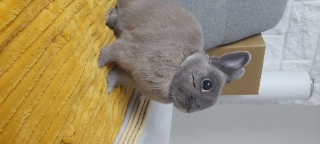 Nimé