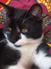 Photo de Berlioz
