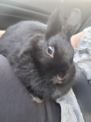 Photo de Kuro