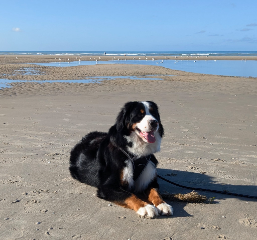 Usko