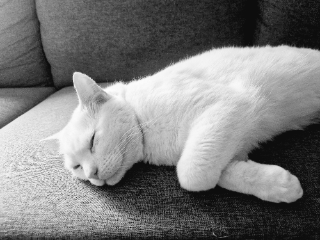 Neige