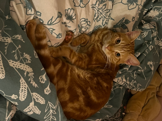 Simba