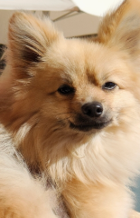 Photo de Tootsy