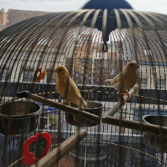 Photo de Kokito et kokita