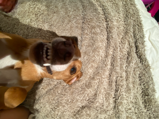 rocky