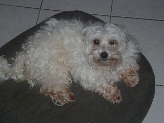 Cezar