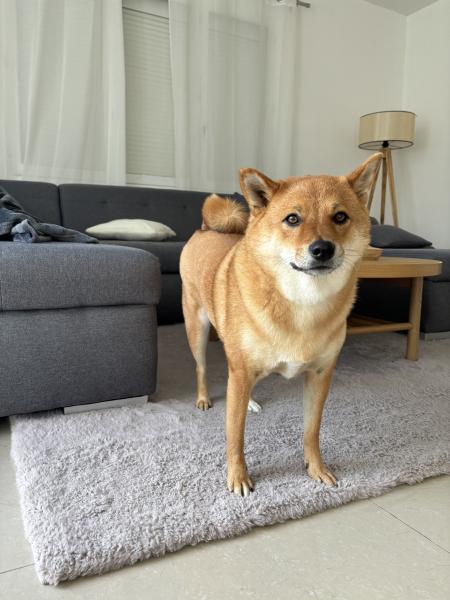 Photo de Panpan
