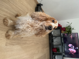 Oscar