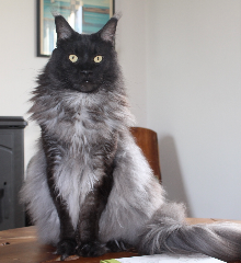 Pepper