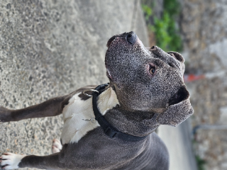 Diesel