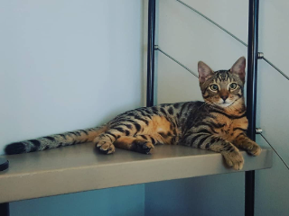 Moja