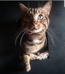 Tigrou