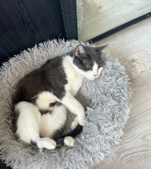 Mimi