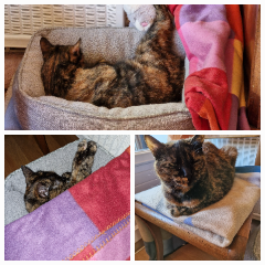 Photo de Princesse d'Amour