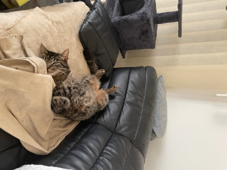 Photo de Simba