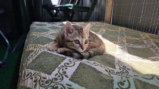 Mya