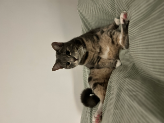 Arlo