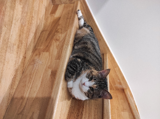 Willow
