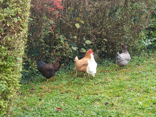 Alpha, Blondie, Grisette et Truus