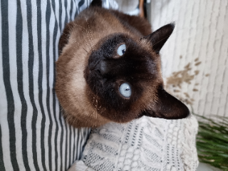 Kitty