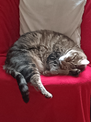 Photo de Samba