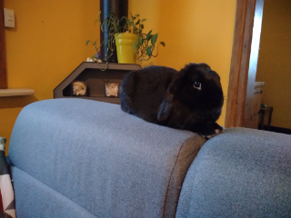 Blacky