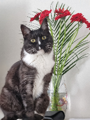 Minette