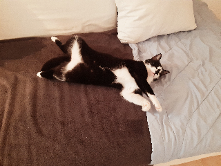 Cama