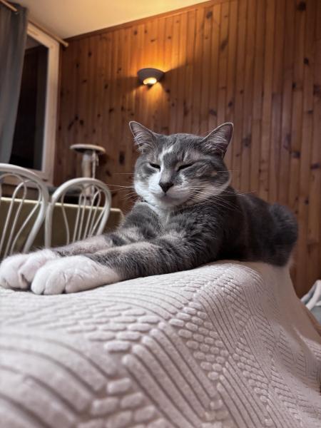 Photo de Moshi