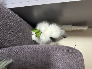 Nimbus