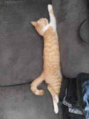 Yoshi