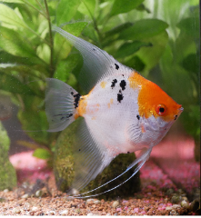 poissons