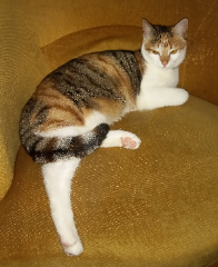 Gladys
