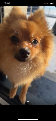 Myo