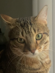 Molko