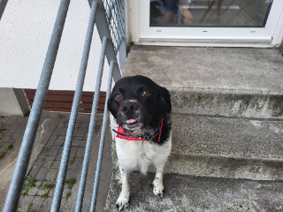 Toby