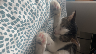 Photo de Featherington