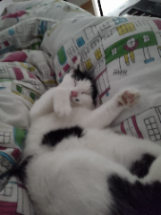 Pistache