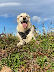 Photo de Marley