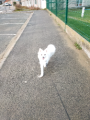 Trixie