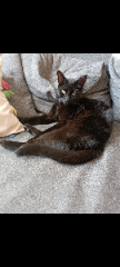 Salem