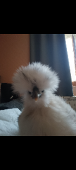 Perdita