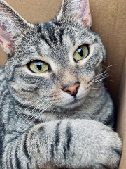 Nala